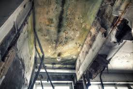 Best Mold Prevention Services in Brillion, WI